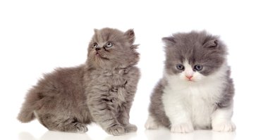 Gri kedi güzel çifti 