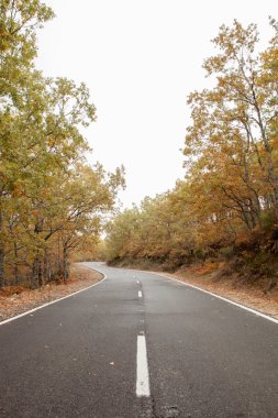 Boş yol ağaçlarıyla çevrili
