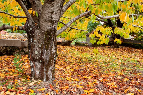 Huge trunk of a cherry tree — Stock Photo, Image