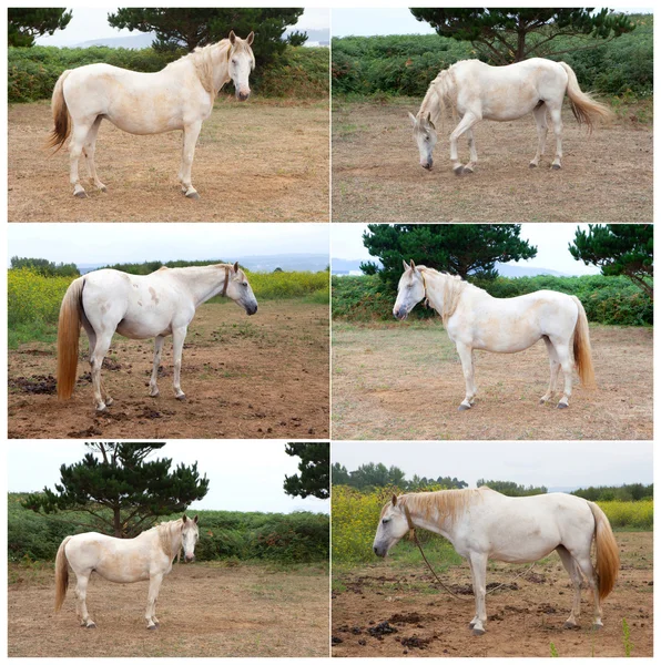 Cavalo branco no prado — Fotografia de Stock