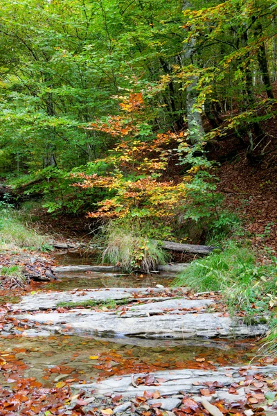 Foresta vicino al fiume in autunno — Foto Stock