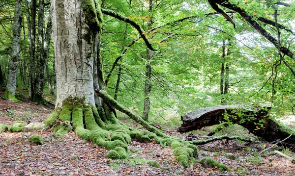 Mystisk skog fylld med stora träd — Stockfoto