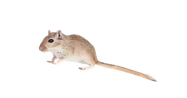 Grappige kleine gerbil — Stockfoto