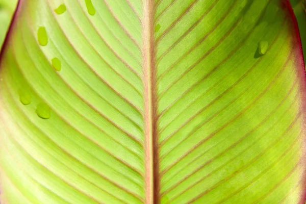 Green plant leaf with drops — Stock Photo, Image