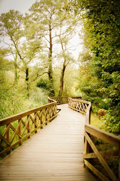 Boardwalk ensam omgiven av lummiga växter — Stockfoto