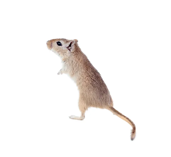 Grappige kleine gerbil — Stockfoto