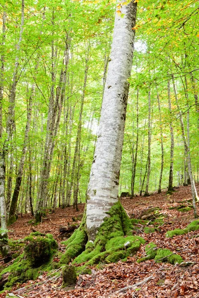 Таємничий ліс наповнений величезними деревами — стокове фото