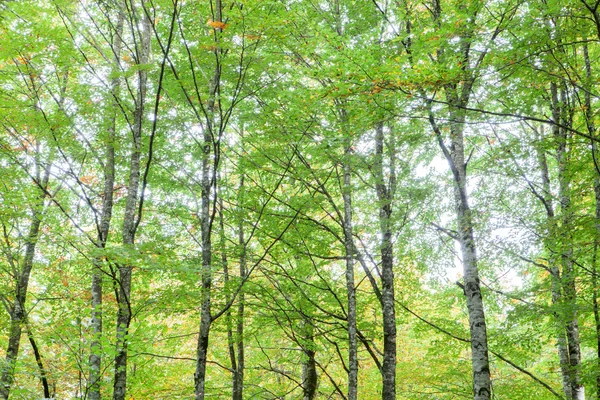 Bäume voller Blätter beginnen sich gelb zu färben — Stockfoto