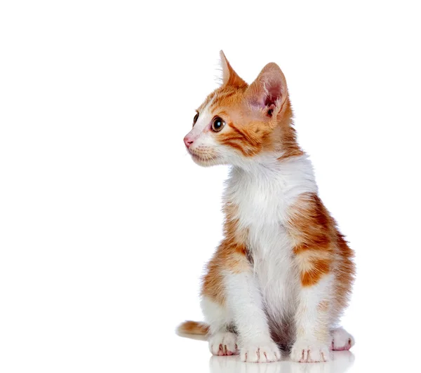 Beautiful red-haired kitten — Stock Photo, Image