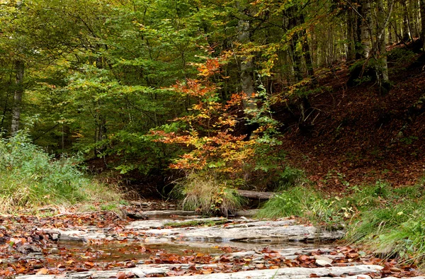 Foresta vicino al fiume in autunno — Foto Stock