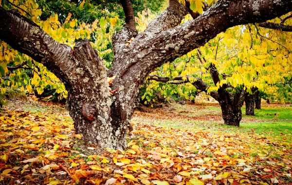 Huge trunk of a cherry tree — Stock Photo, Image