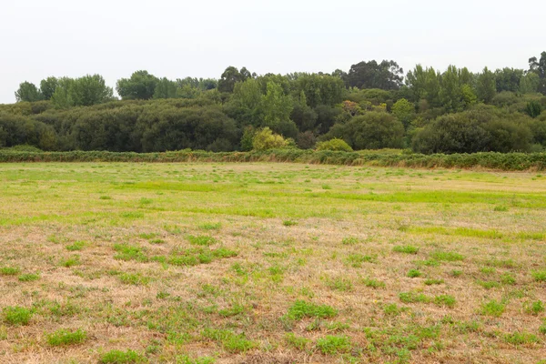 Meadow with lush green trees — Stock Photo, Image