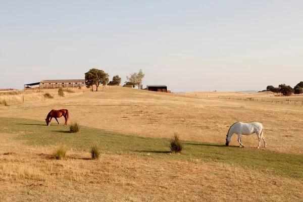Két ló legel a réten. — Stock Fotó