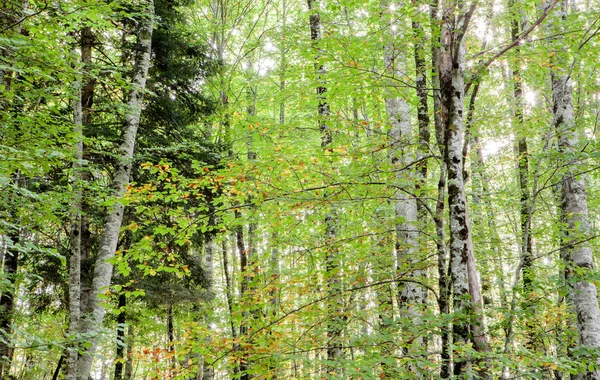 Bäume voller Blätter — Stockfoto