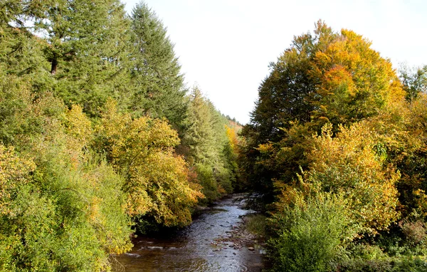 Bosque y río en otoño — Foto de Stock