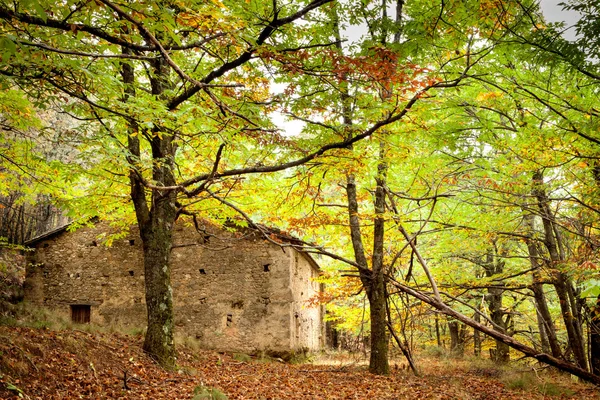 Pădure frumoasă care înconjoară o casă veche — Fotografie, imagine de stoc
