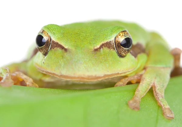 Rana verde con ojos dorados abultados — Foto de Stock