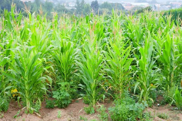 Ültetés kukorica, zöld növényekkel — Stock Fotó