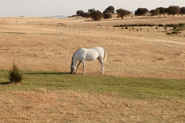 Fehér ló legeltetés a réten — Stock Fotó