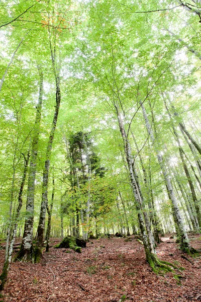 Titokzatos erdő tele hatalmas fák — Stock Fotó