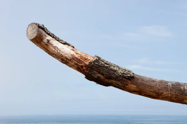Dry tree trunk with the sea horizon — Stock Photo, Image
