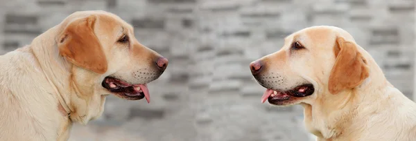 Labradores olhando cara a cara — Fotografia de Stock