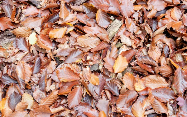 Herbstblätter am Boden — Stockfoto