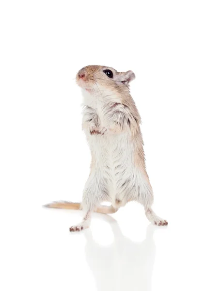 Furry little gerbil — Stock Photo, Image