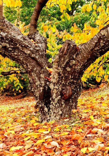Riesiger Stamm eines Kirschbaums — Stockfoto