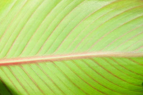 Green plant leaf — Stock Photo, Image