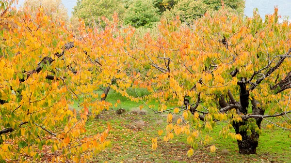 Cerisiers pleins de feuilles jaunes — Photo