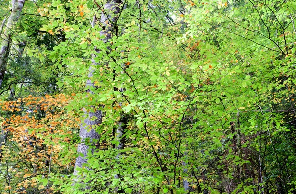 Bäume voller Blätter — Stockfoto