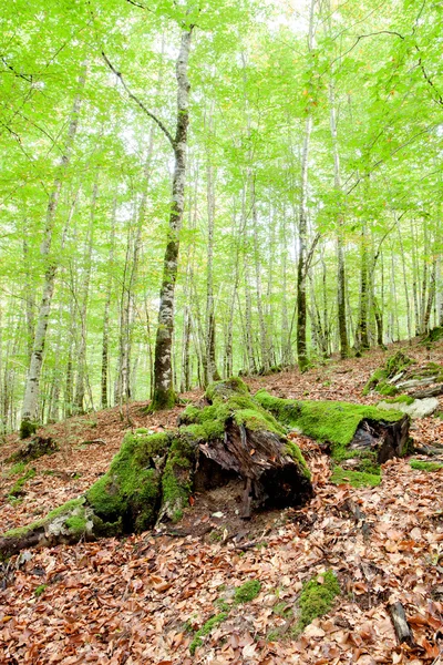 Mystisk skog fylld med stora träd — Stockfoto