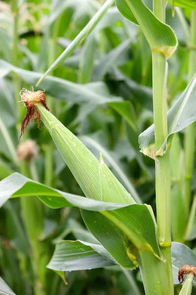 Beplanting corn met groene planten — Stockfoto