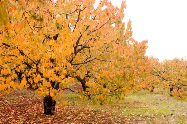 Cherry trees full of yellow leaves — Stock Photo, Image