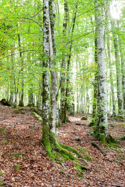 Floresta misteriosa cheia de árvores enormes — Fotografia de Stock