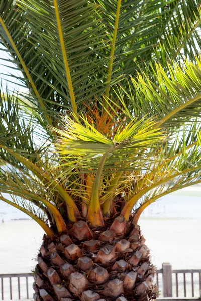 Palm tree close up view — Stock Photo, Image