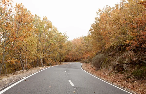 Пустая дорога, окруженная деревьями — стоковое фото