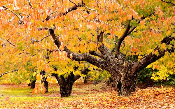 Cherry trees full of yellow leaves — Stock Photo, Image