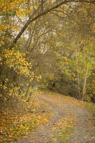 Pad door het veld — Stockfoto