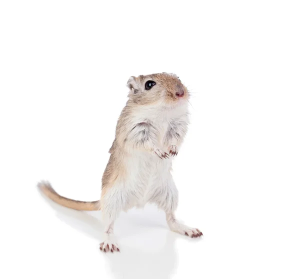 Portrait of a funny gergil standing — Stock Photo, Image