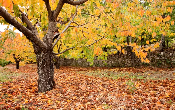 Cherry trees full of yellow leaves — Stock Photo, Image