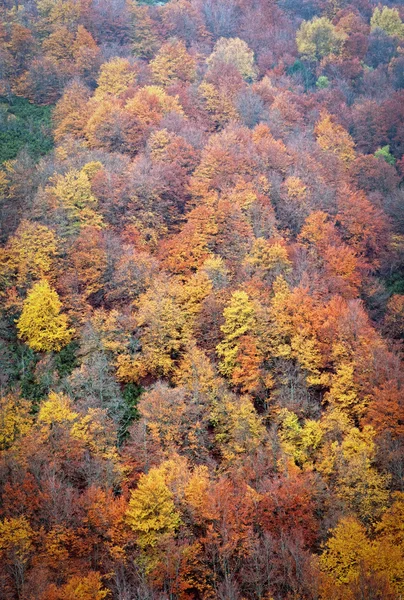 Floresta de faia no outono. — Fotografia de Stock