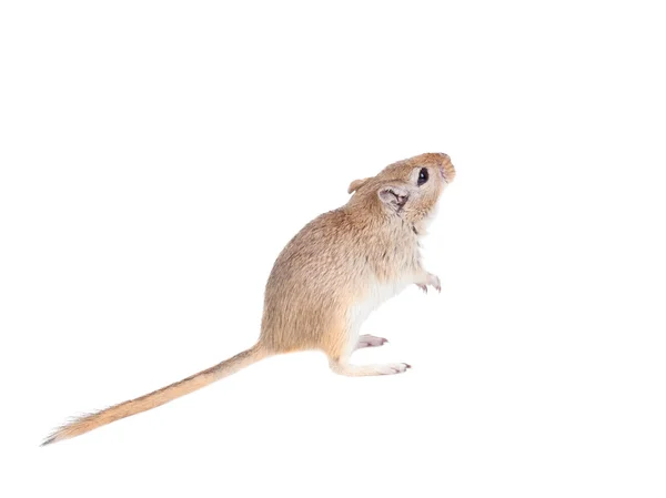 Gerbil pouco engraçado — Fotografia de Stock