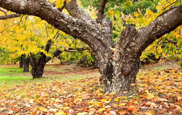 Huge trunk of a cherry tree — Stock Photo, Image