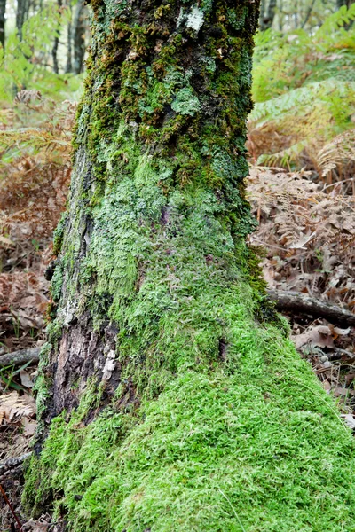 Stammen av en mossig tree — Stockfoto