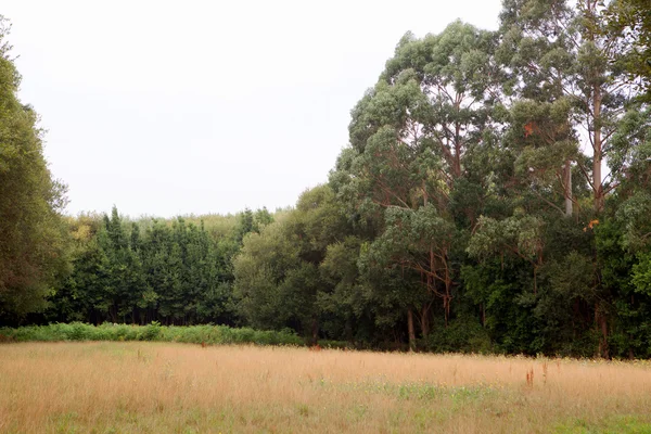 Pré avec des arbres verts luxuriants — Photo