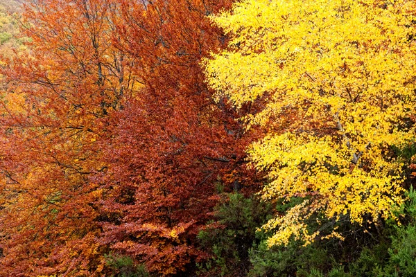 Floresta com cores diferentes no outono — Fotografia de Stock