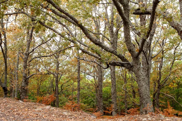 A floresta no outono com árvores — Fotografia de Stock