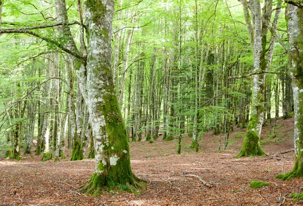 Gizemli orman büyük ağaçları ile dolu — Stok fotoğraf
